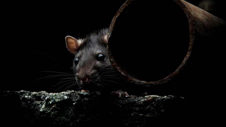 Karanlık bir tarama alanında saklanan sıçan