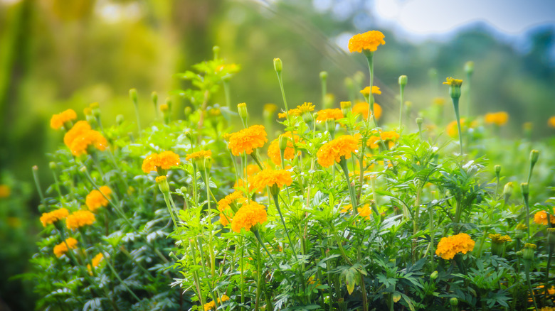 Bir bahçede oldukça sarı marigolds
