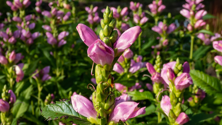 Pembe kaplumbağalarla dolu bahçe