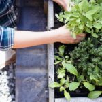 İlkbaharda bahçenize eklemek isteyeceğiniz lezzetli bitki