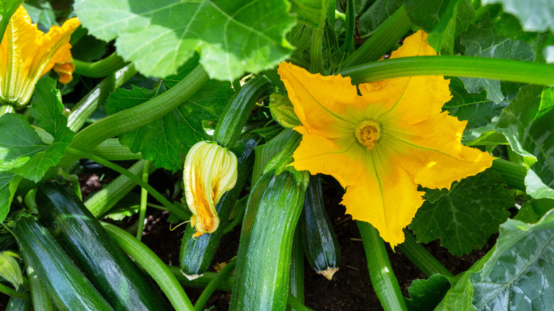 Alanda çiçek ve meyve ile kabak