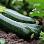 Genius tuvalet kağıdı rulo hack ile kabak bitkileri zararlılardan nasıl korunur