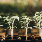 Domates bitkilerinizden neden en iyi hack'tir?