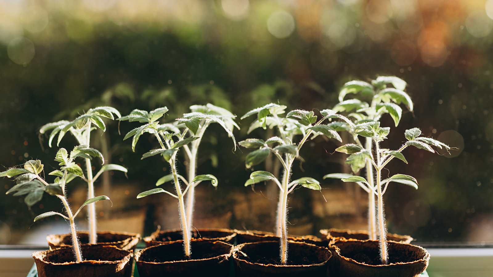 Domates bitkilerinizden neden en iyi hack'tir?