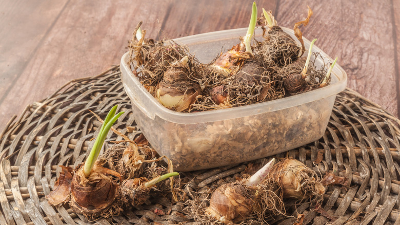 Plastik bir kapta ve yuvarlak bir baston paspas üzerine dikim için hazır Oucomis ampulleri