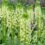 Çarpıcı Yaz Blooms için Ökom Ampulleri Ekmek İçin En İyi Zaman