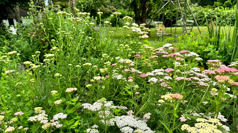 Arka planda bir avlu bulunan ön planda büyük bir pembe, beyaz ve sarı sunrow kümesi.