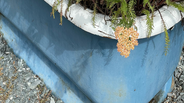 Öldürülmesi gereken ve büyük, mavi bir konteynere ekilen Yarrow.