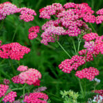 Yarrow'u nasıl bölünür ve kontrol edilir (artı yayılmayı yönetmek için diğer ipuçları)