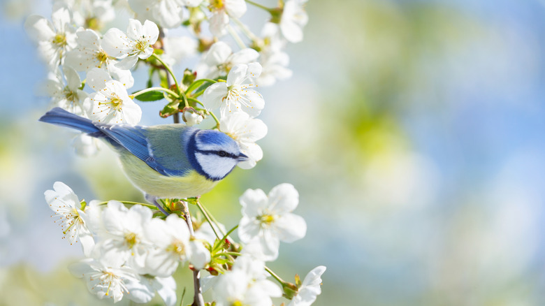 Beyaz kiraz çiçeklerinin bir dalına tünemiş küçük mavi bir kuş