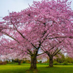 Gelişen bir kiraz çiçeği ağacı için en iyi büyüyen koşullar