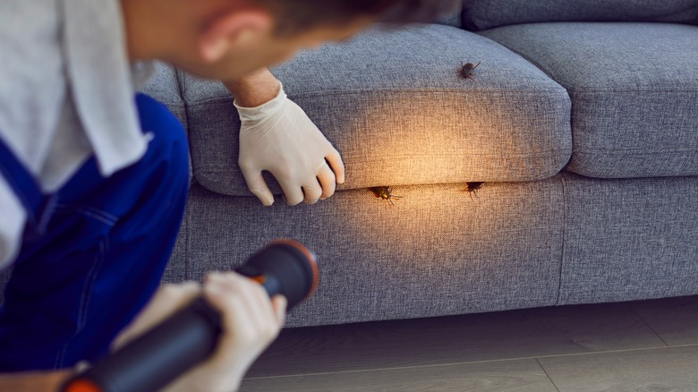 Bir kişi, hamamböceği sürünürken kanepede bir el feneri parlatır