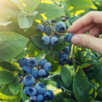 Blueberry çalılarını budama yaparken kaçınılması gereken hatalar