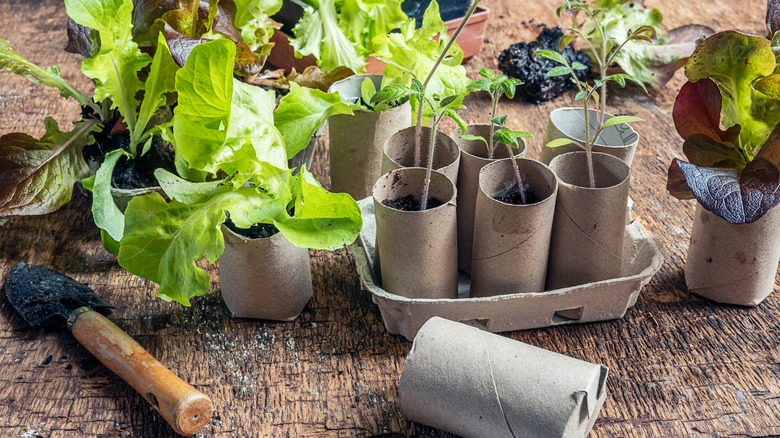 Karton tuvalet kağıdı tüplerinden yapılmış bahçe tohumu yeni başlayanlar koleksiyonu