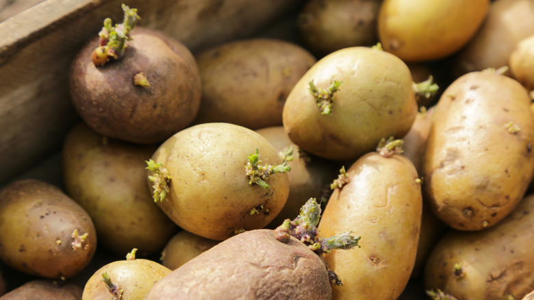 Dikim için hazır sarı tohum patates.