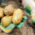 İlkbaharda süpermarket patates ekebilir misin? Profesyonel bahçıvanımız ağırlığında