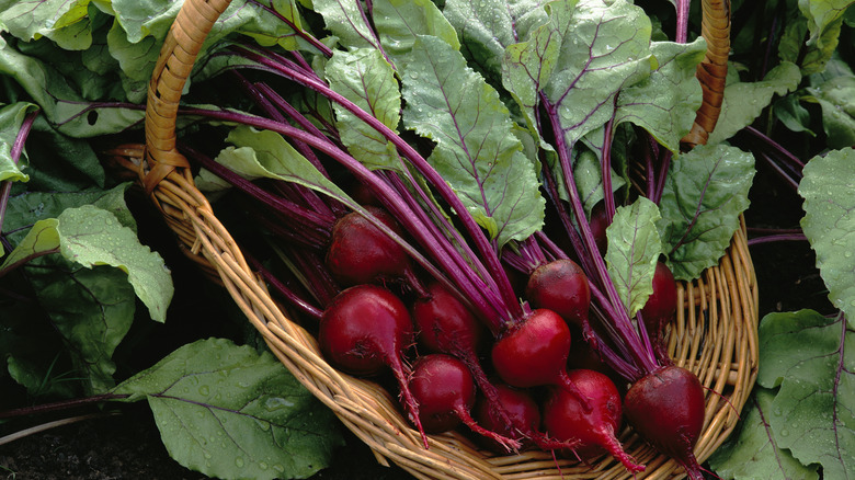 Uzun yeşil yaprakları olan pancar sepeti.