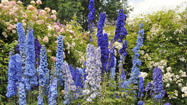 Mor ve mavi Larkspur çiçekleri bir yama.