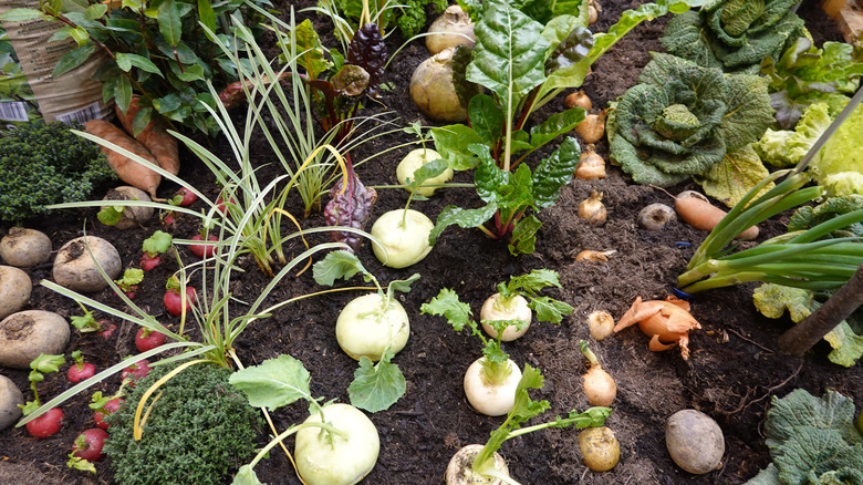 Bir bahçe yatağında çeşitli kök sebzeler ve allium sıraları.