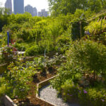 Büyüyen Larkspur ve Pancarların Dezavantajları Birlikte (ve Better Bitkiler Alternatifleri)