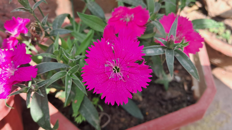 Bir kapta büyüyen parlak renkli Dianthus