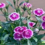 Yay kokuları için kaplarda son derece kokulu dianthus bitki neredeyse her yerde tadını çıkarabilirsiniz