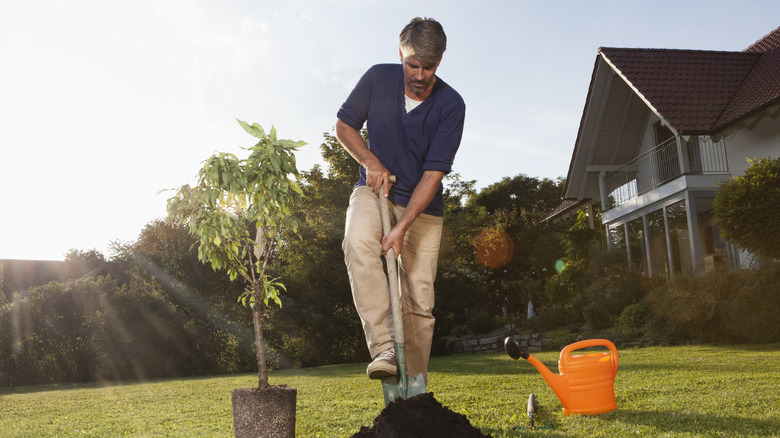 Bir adam yeni bir ağaç dikmek için kürekle bir delik kazıyor.