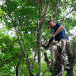 Hastalıklı bir ağacı aynı türle değiştirmeli misiniz?