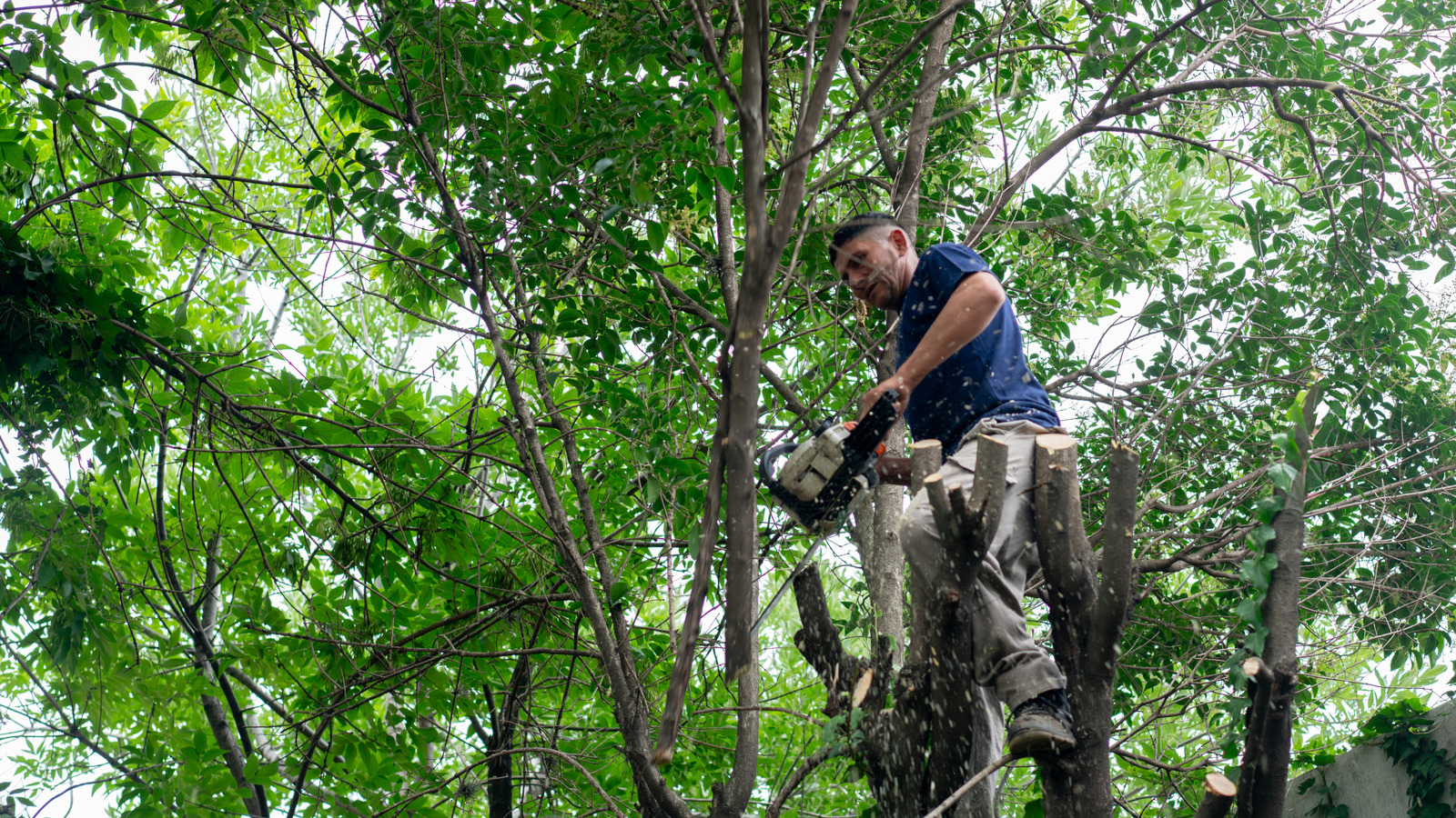 Hastalıklı bir ağacı aynı türle değiştirmeli misiniz?