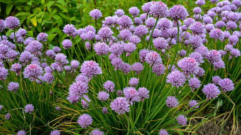 Chive Bitkilerde Mor Çiçekler