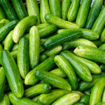 Salatalık bitkilerinizin bahçede gelişmesine yardımcı olacak büyümesi kolay bitki