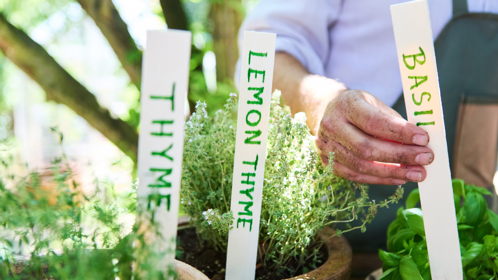 Bahçede kekik ve fesleğen dikmenin dezavantajları