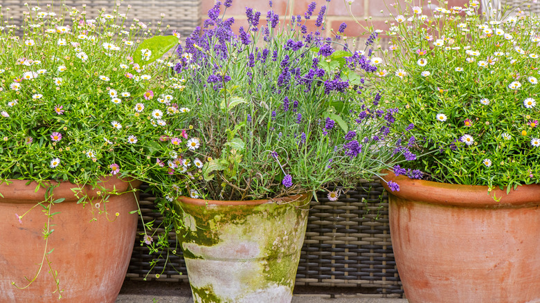 Beyaz çiçekler arasında bir terra cotta tenceresinde lavanta.