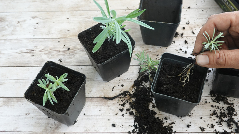 Bir adamın el ekimi lavanta kesimleri saksılarda.