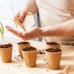 Tohumdan büyümek istemeyebileceğiniz çiçekli bitki