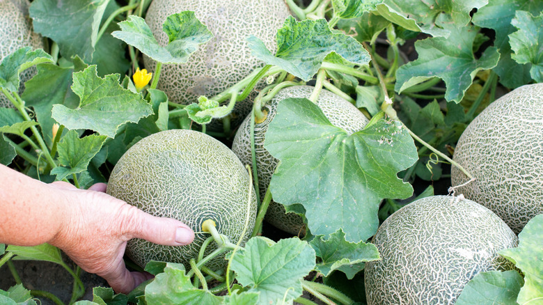 Bir asma üzerinde büyüyen bir kavun için ele uzanıyor