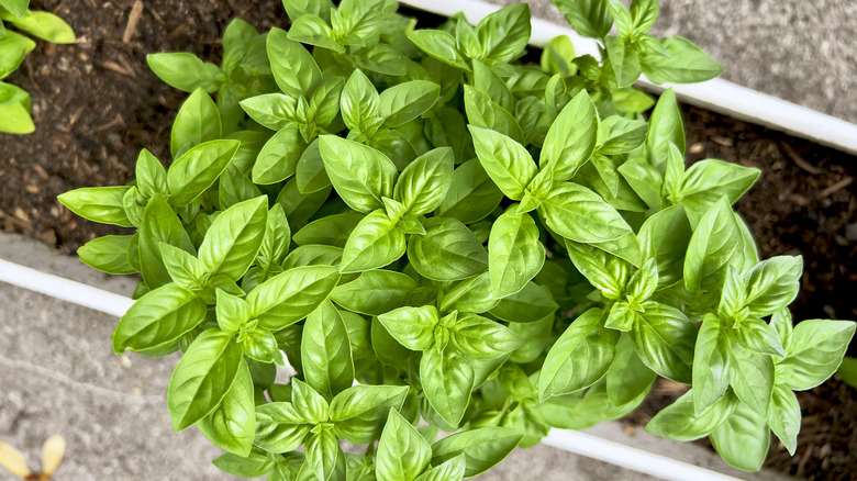Dikdörtgen bir ekici içinde büyüyen bir fesleğen bitkisinin yakın çekimi