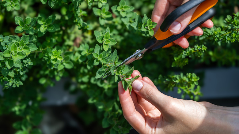 Kekik bitkisinin gövdesinin üstünü kesen kişi