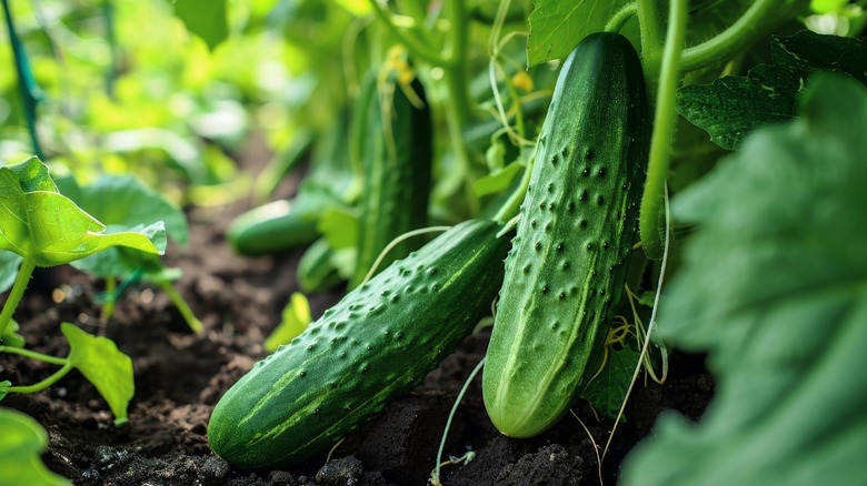 Toprak yüzeyinin hemen üstünde bir asma üzerinde büyüyen salatalık