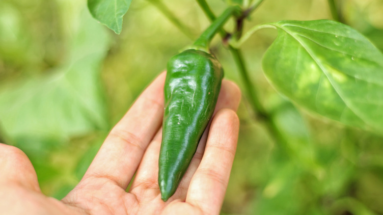 Bir jalapeño biber tutarak el