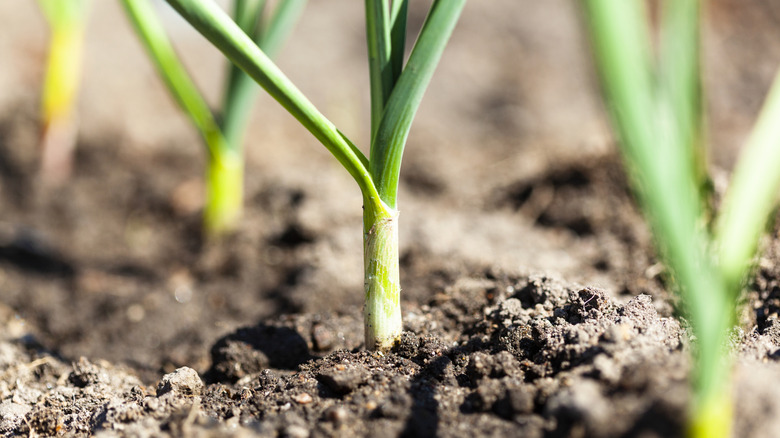 Toprakta büyüyen pırasa