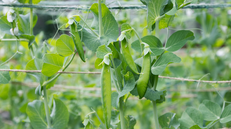 Bir bahçede büyüyen bezelye bitkisi