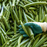 Bahçede bamya ile birlikte büyümek isteyeceğiniz 8 bitki ve sebzeler