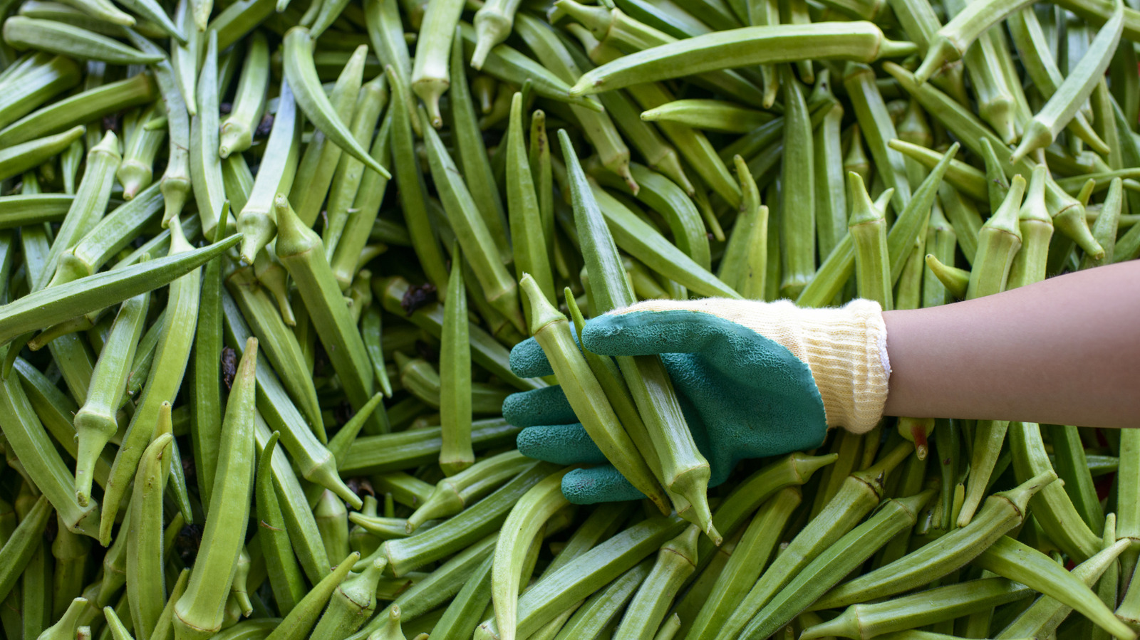 Bahçede bamya ile birlikte büyümek isteyeceğiniz 8 bitki ve sebzeler