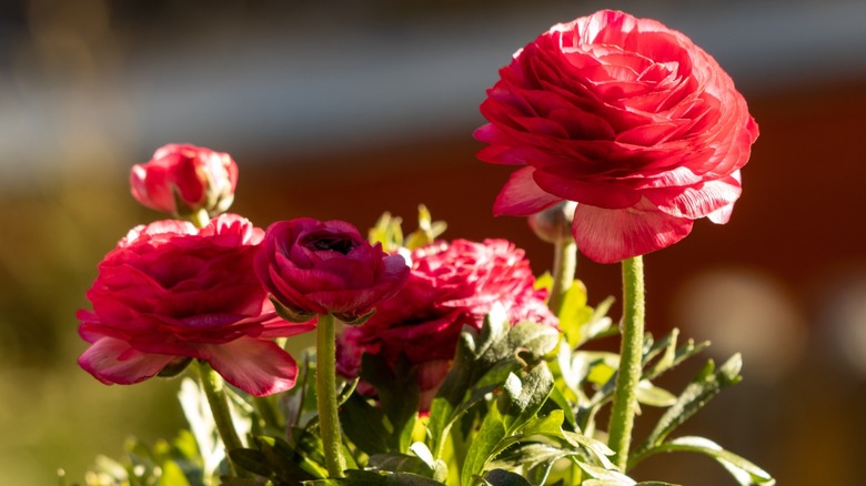 Pembe Ranunculus Blooming'in yakın çekimi