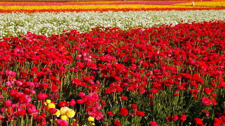 Bir tarlada çok renkli çiçek açan ranunculus