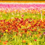 Carlsbad'ın ünlü çiçek alanını kendi bahçenizde nasıl çoğaltabilirsiniz?