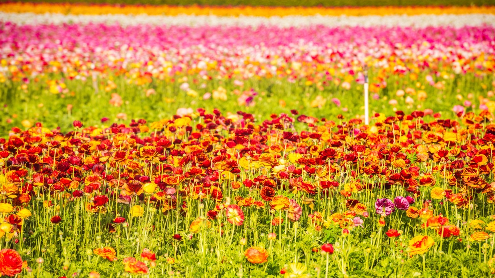Carlsbad'ın ünlü çiçek alanını kendi bahçenizde nasıl çoğaltabilirsiniz?