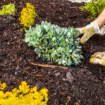 Çiçeklerinizin çiçek açmasını zorlaştıracak bahar malçlama hatası