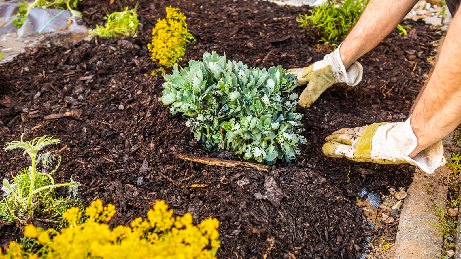Çiçeklerinizin çiçek açmasını zorlaştıracak bahar malçlama hatası